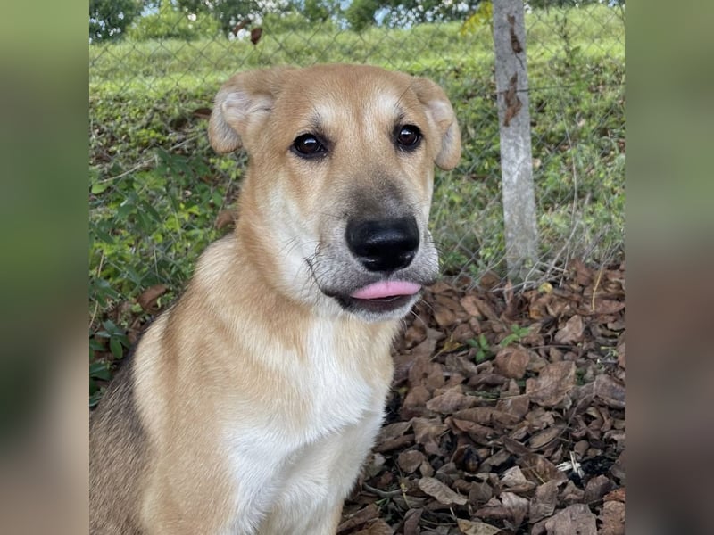 Paco ein Traumhund