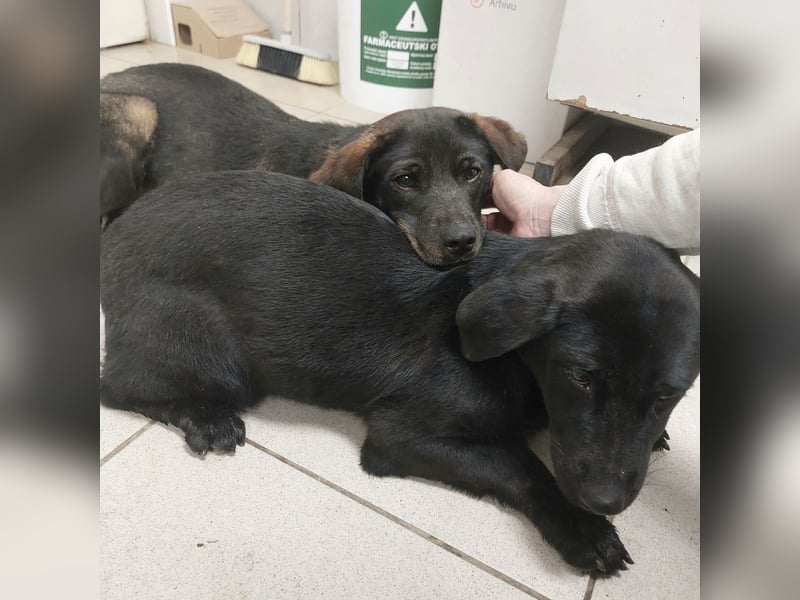 Pax ein Herzenshund