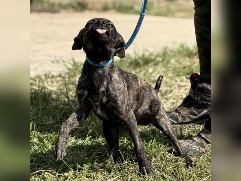 Stuart möchte nicht in Tierheim aufwachsen