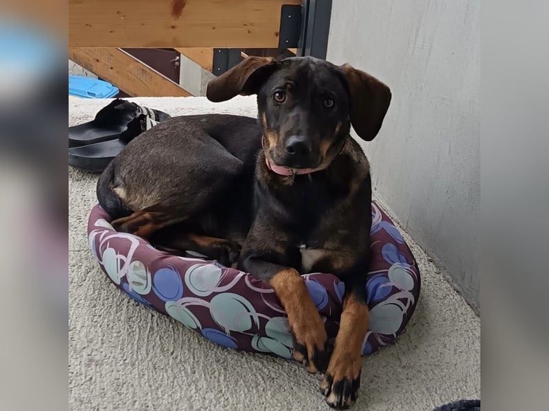 Dina ein zarter lieber Schatz