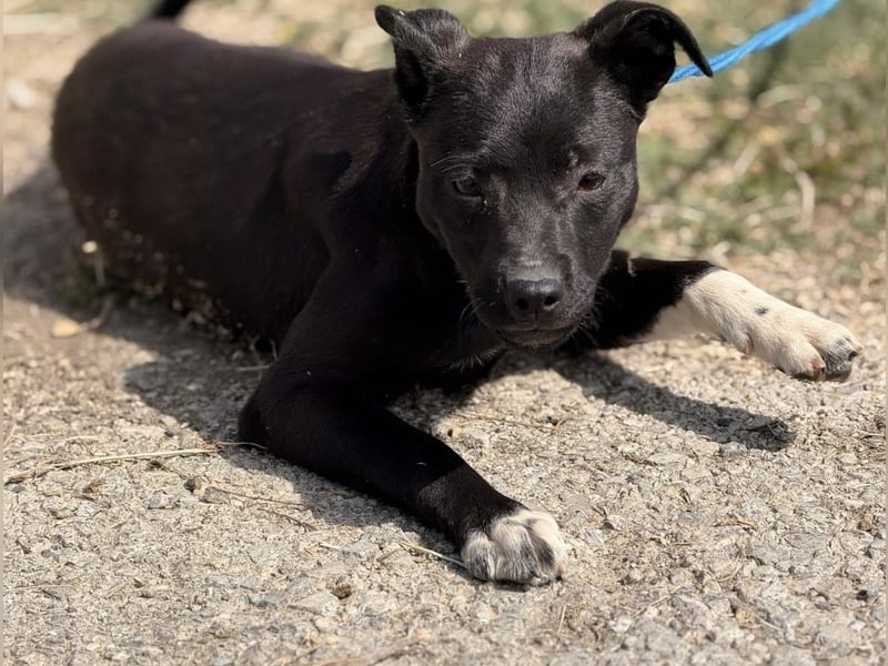 Jenny möchte nicht im Tierheim aufwachsen