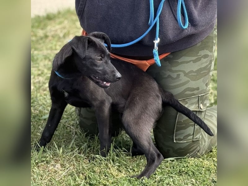 Boschko möchte nicht im Tierheim aufwachsen