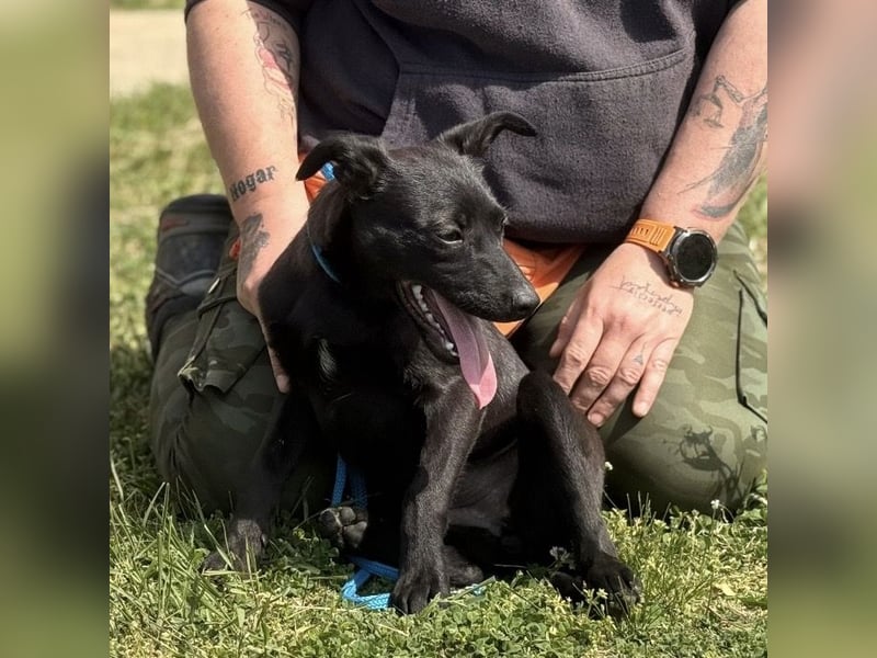 Boschko möchte nicht im Tierheim aufwachsen