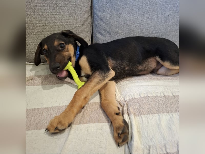 Toto der allerliebste Schatz