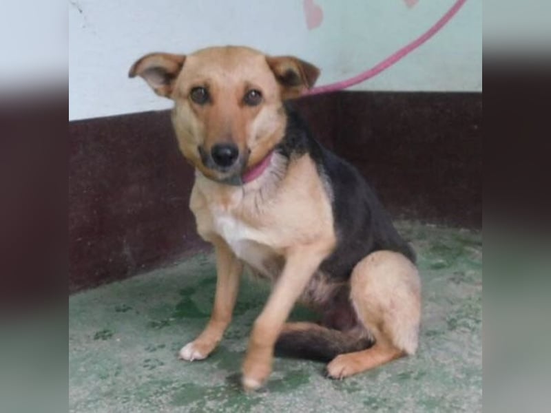 Hündin wartet sehnsüchtig auf ein Zuhause