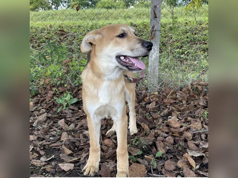 Paco ein Traumhund