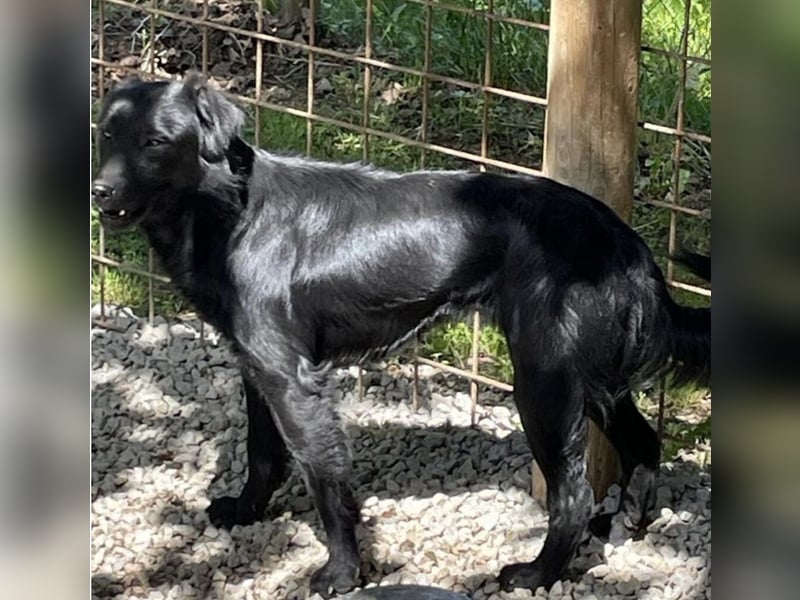 Hündin wartet sehnsüchtig auf ein Zuhause