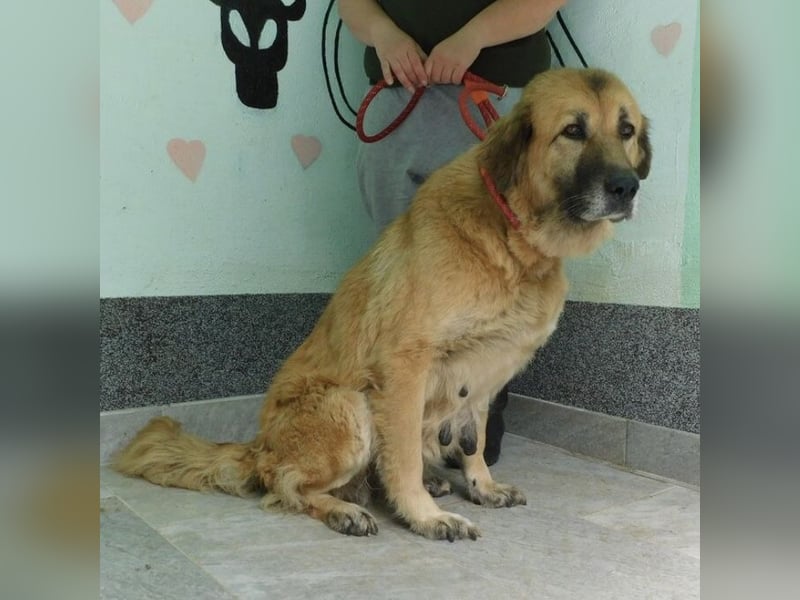 Erwachsene Hündin wartet hoffnungslos in Tierheim