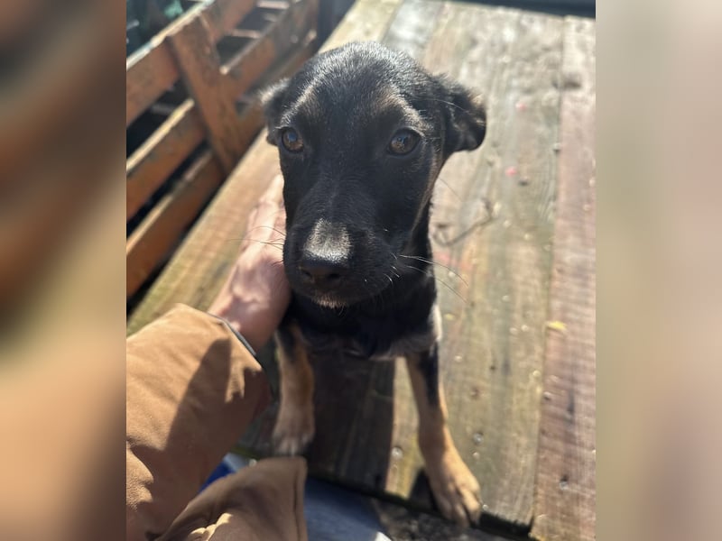 Lunai ein absoluter Familien-Welpe