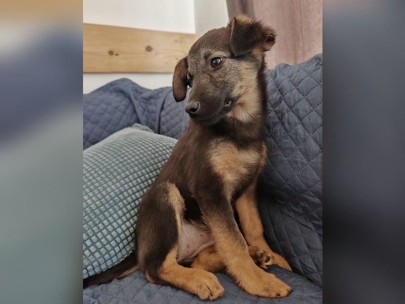 Luna ein tolles Hundekind