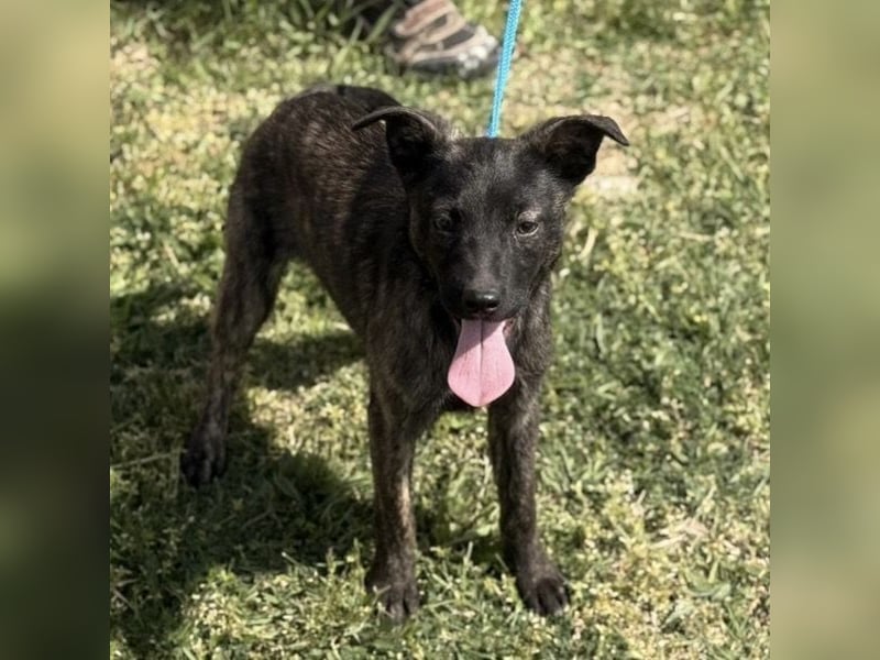 Ramona möchte nicht im Tierheim groß werden