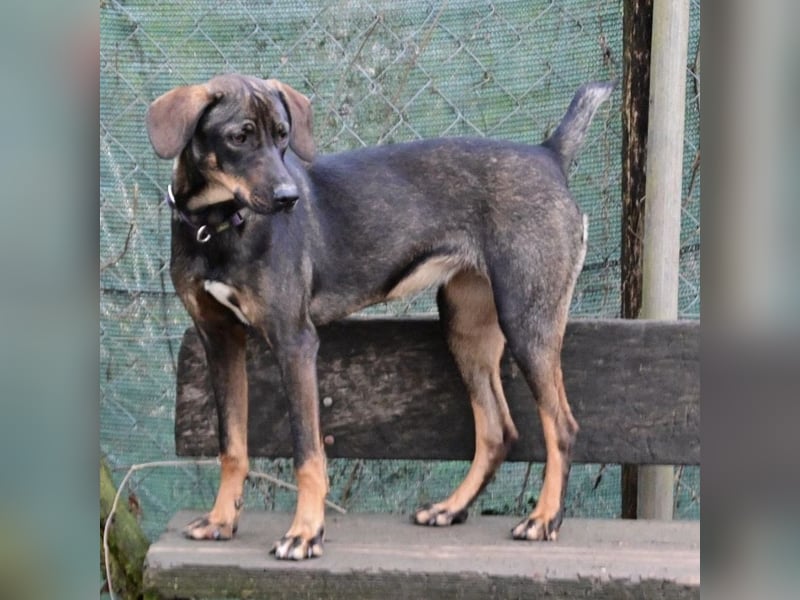 Dina ein zarter lieber Schatz