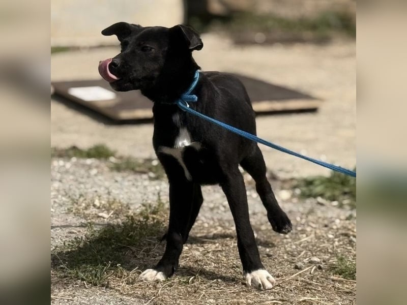 Ada möchte nicht im Tierheim groß werden