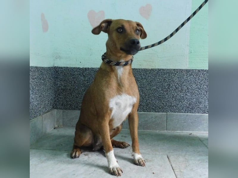 Erwachsene Hündin wartet hoffnungslos in Tierheim