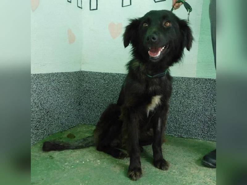 Hündin wartet sehnsüchtig auf ein Zuhause