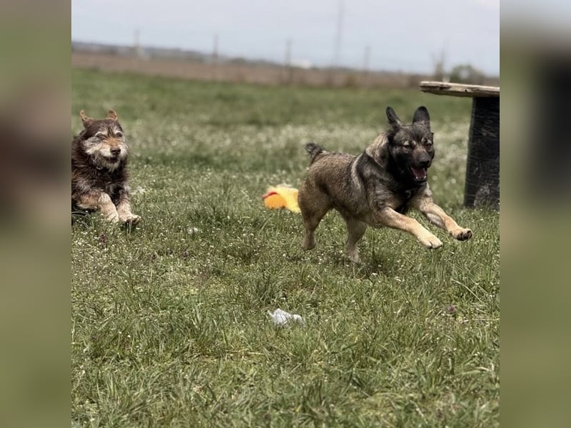 Aja eine freundliche Hündin