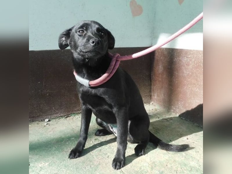 Hündin wartet sehnsüchtig auf ein Zuhause