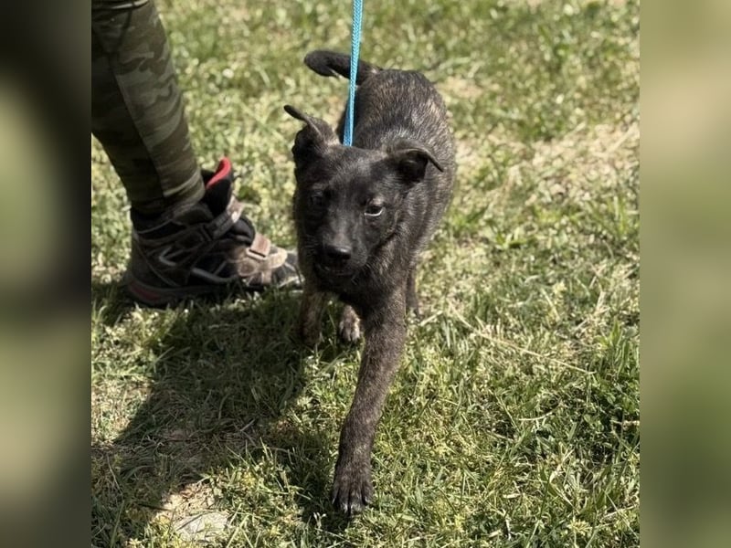 Ramona möchte nicht im Tierheim groß werden