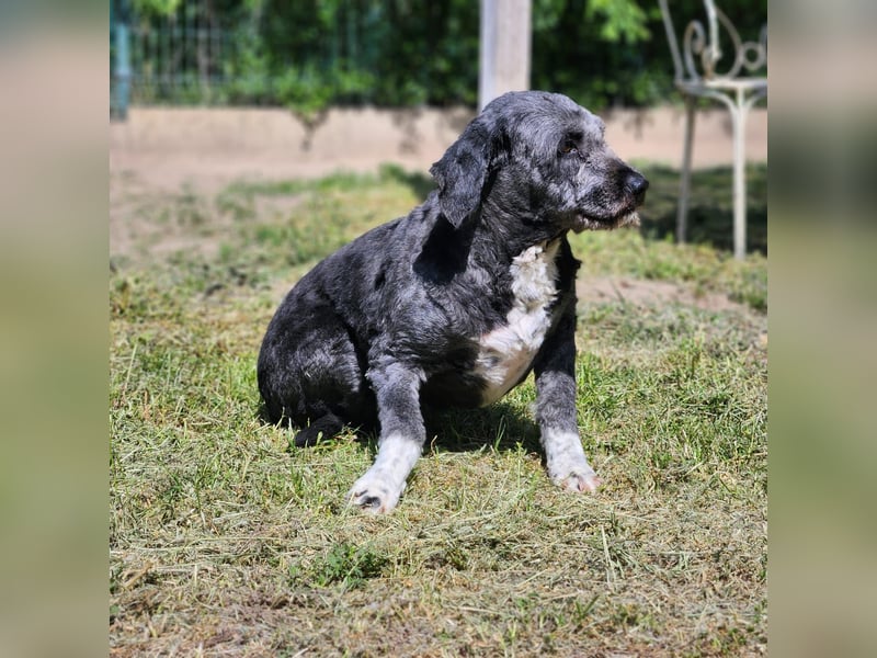 Maja sucht ein Zuhause