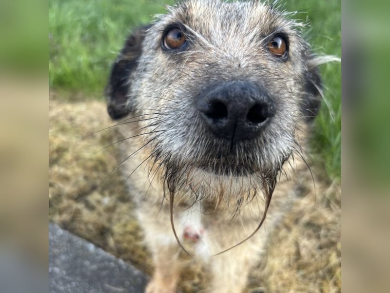 Mars der allerliebste