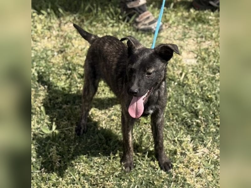 Ramona möchte nicht im Tierheim groß werden