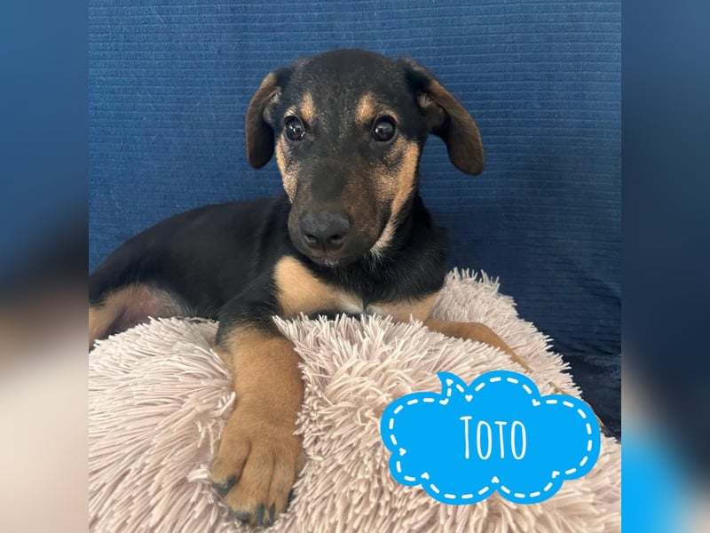 Toto der allerliebste Schatz