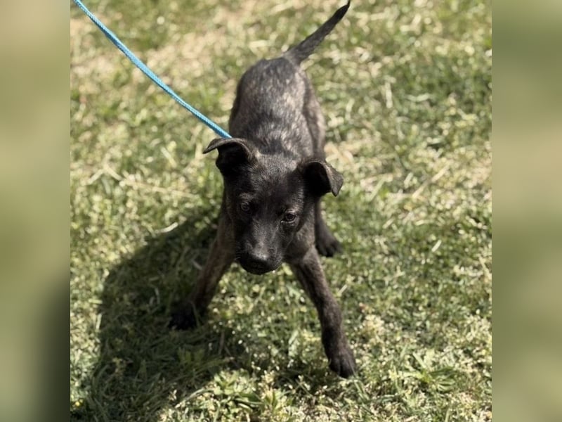 Ramona möchte nicht im Tierheim groß werden