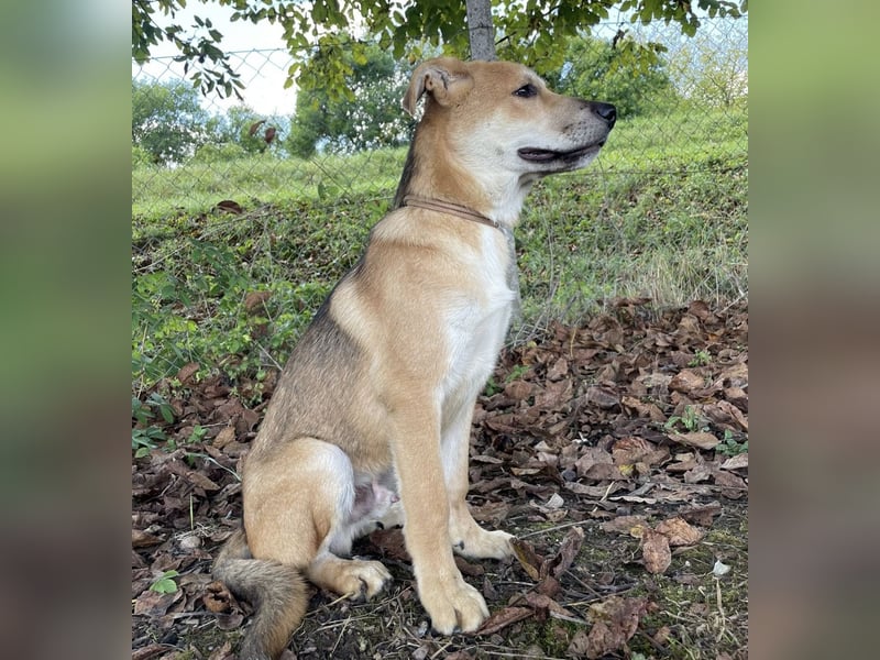Paco ein Traumhund
