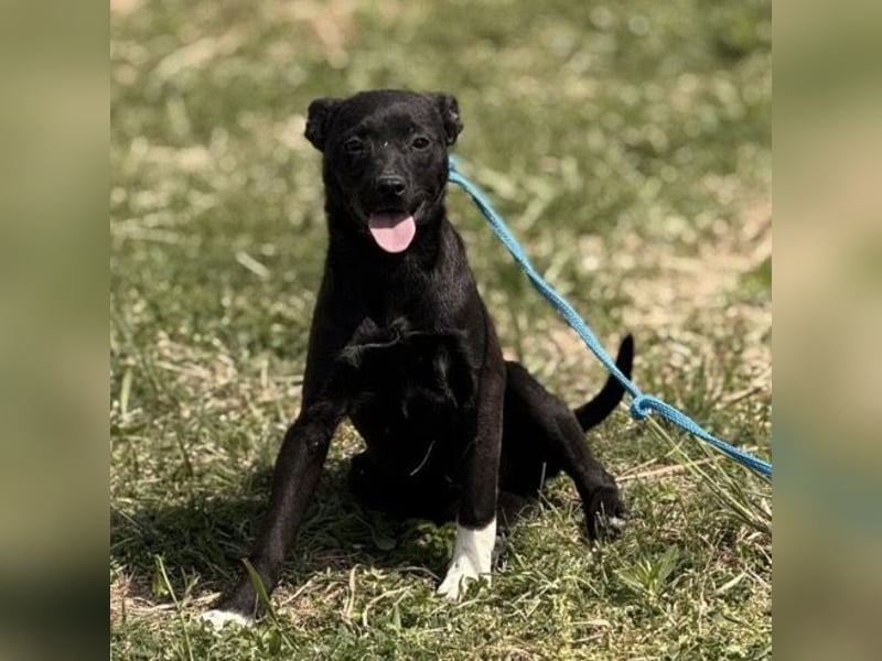 Jenny möchte nicht im Tierheim aufwachsen