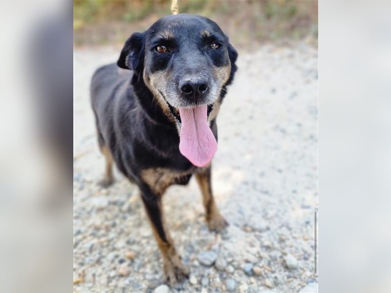 Liebevolle Eva wartet bereits seit zwei Jahren