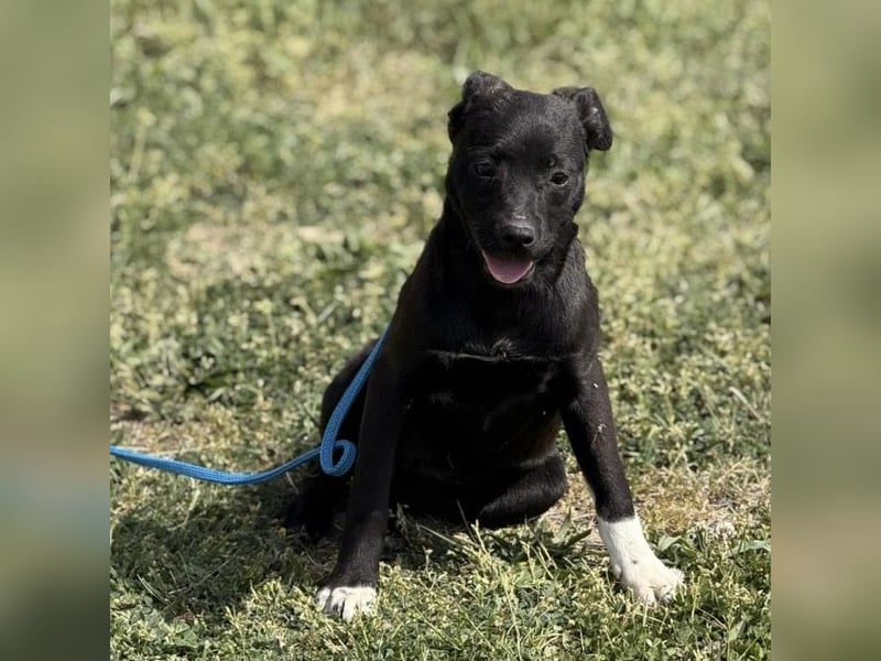 Jenny möchte nicht im Tierheim aufwachsen