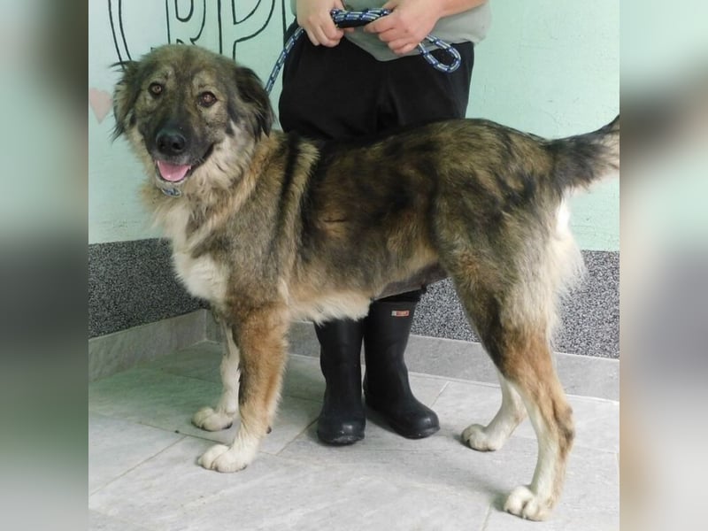 Erwachsene Hündin wartet hoffnungslos in Tierheim