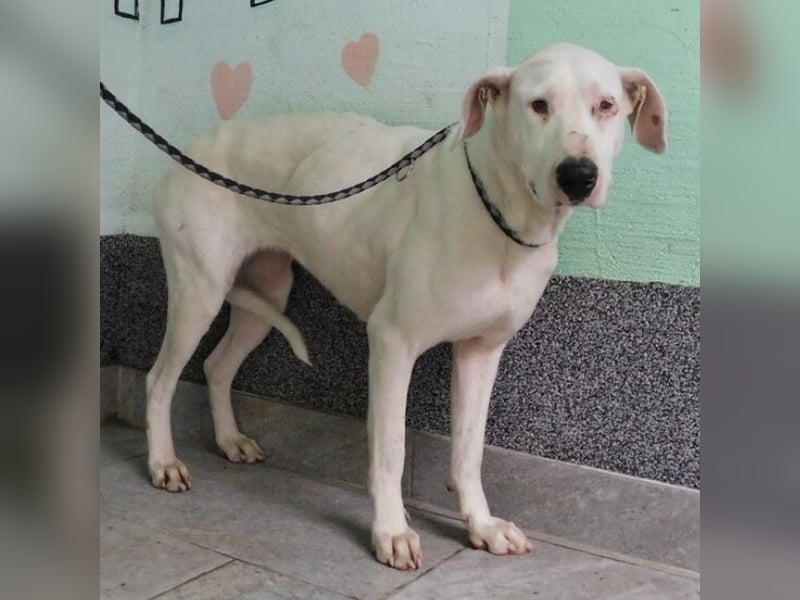 Erwachsene Hündin wartet hoffnungslos in Tierheim