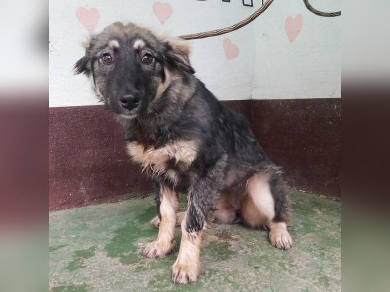 Hündin wartet sehnsüchtig auf ein Zuhause