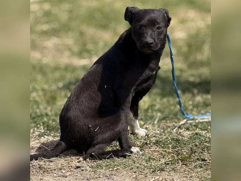 Jenny möchte nicht im Tierheim aufwachsen