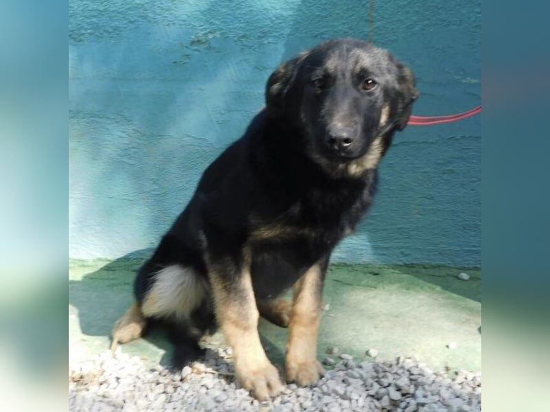 Hündin wartet sehnsüchtig auf ein Zuhause