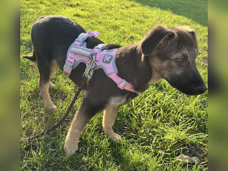 Luna ein tolles Hundekind