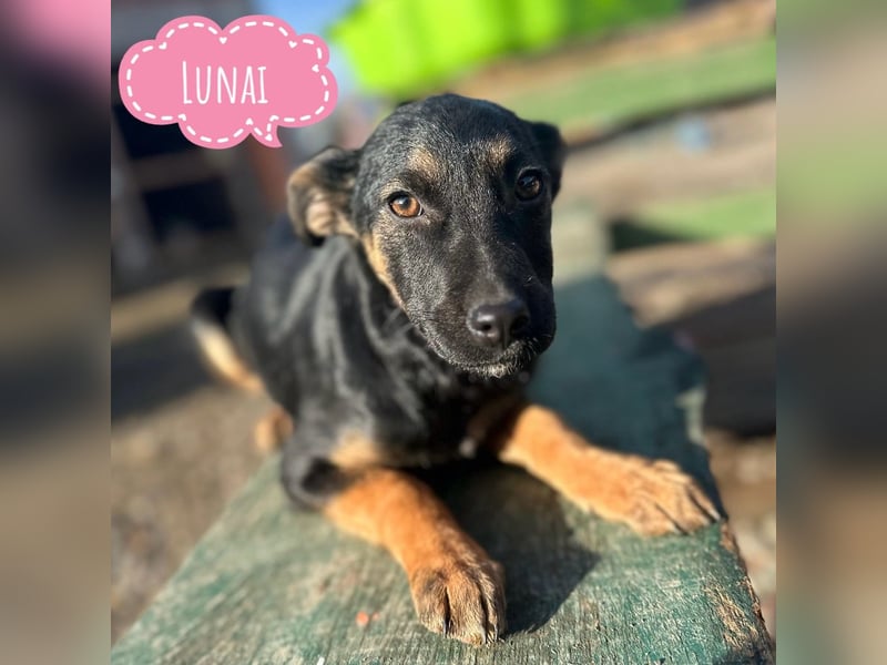 Lunai ein absoluter Familien-Welpe