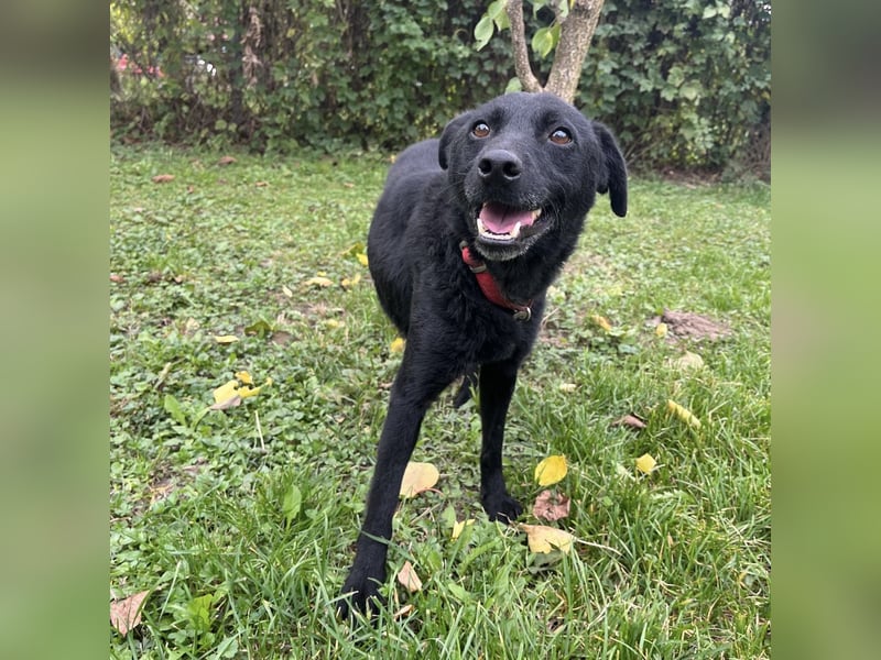 Suncica ein Sonnenschein