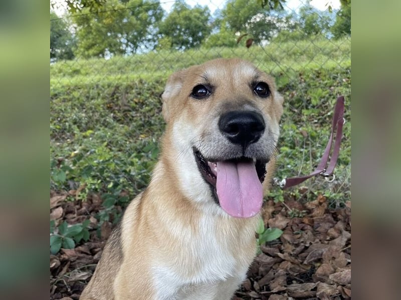 Paco ein Traumhund