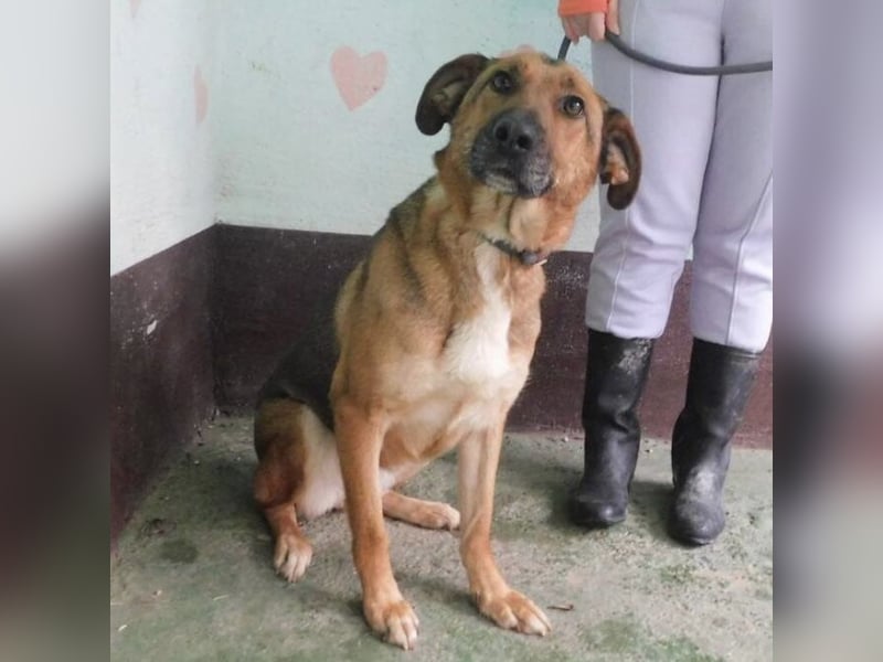 Erwachsene Hündin wartet hoffnungslos in Tierheim