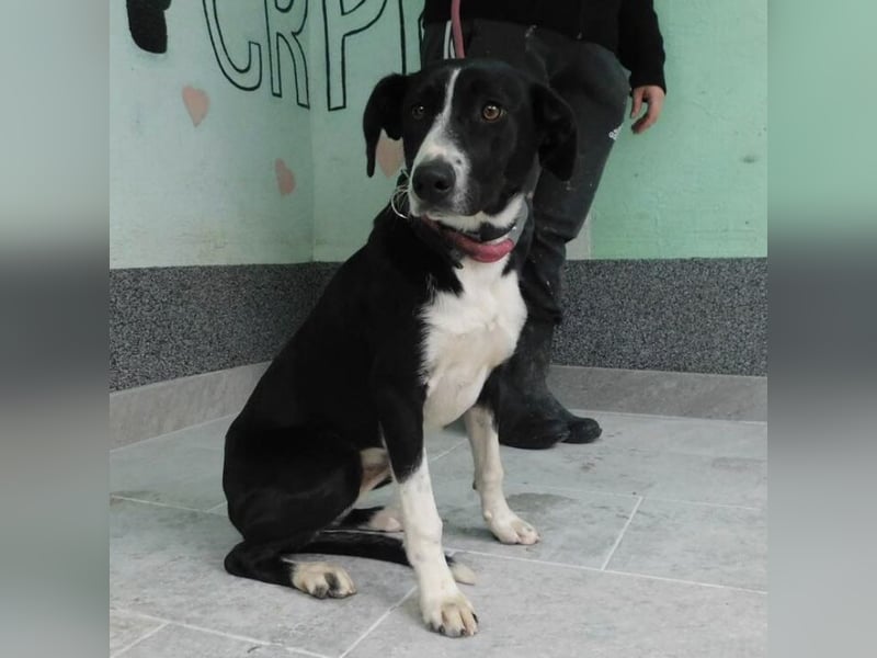 Erwachsene Hündin wartet hoffnungslos in Tierheim