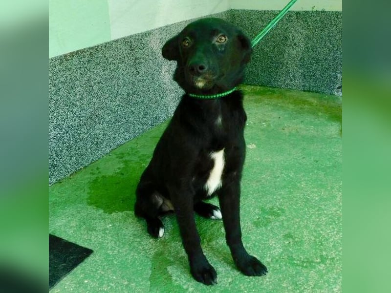 Hündin wartet sehnsüchtig auf ein Zuhause