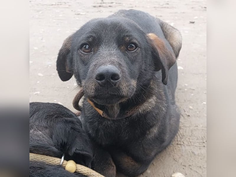Pax ein Herzenshund