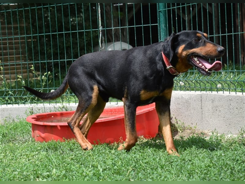 Ficko sucht ein aktives Zuhause