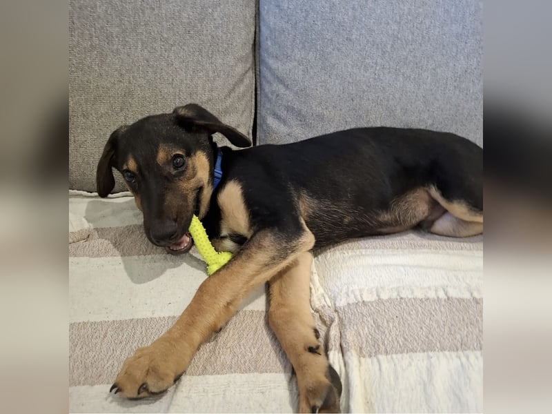 Toto der allerliebste Schatz