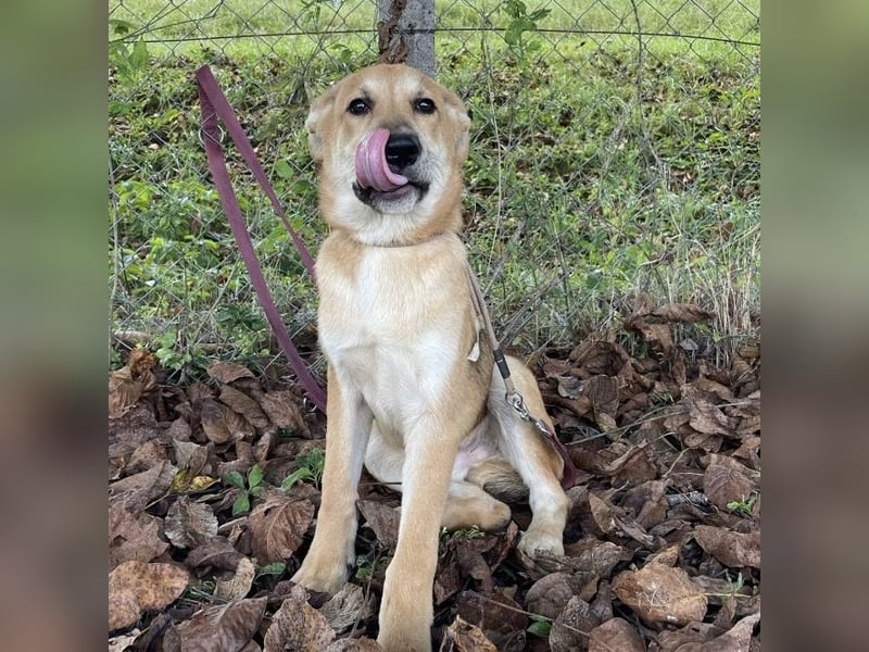 Paco ein Traumhund