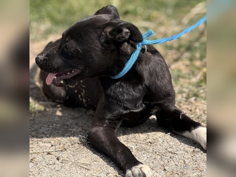Jenny möchte nicht im Tierheim aufwachsen