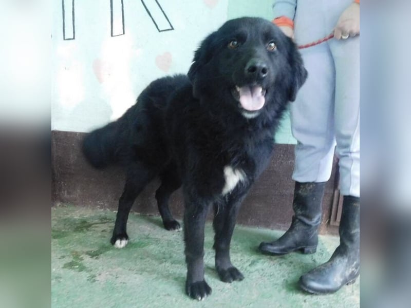 Hündin wartet sehnsüchtig auf ein Zuhause