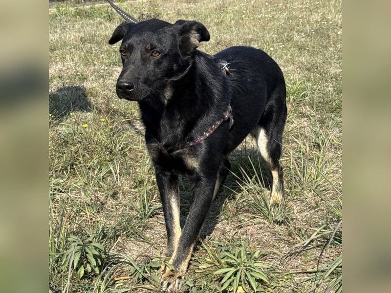 Buds ein besonderer Schatz